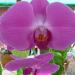 Birmanie - Lac Inle : Une belle orchidée