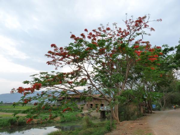 Birmanie - Lac Inle : Au hasard des chemins