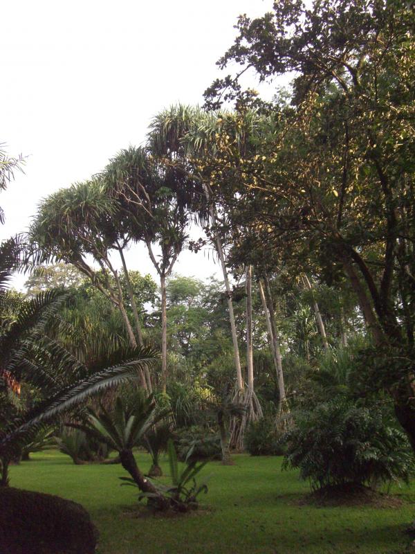 Java - Bogor : Kebun Raya Bogor