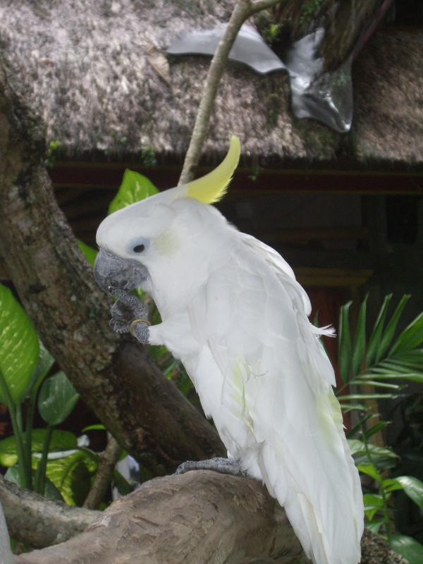 Bali - Ubud : Perroquet dans le jardin du musée