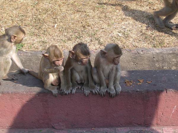 Thaïlande - Lopburi : Les trois p'tits singes !