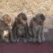 Thaïlande - Lopburi : Les trois p'tits singes !