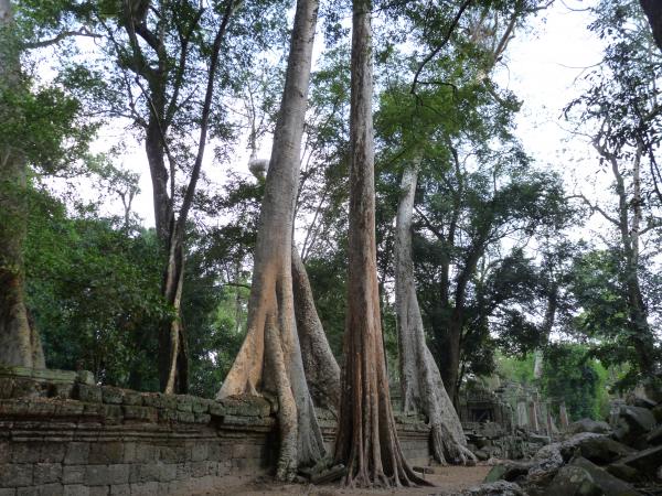 Cambodge - Angkor : Ta Prohm