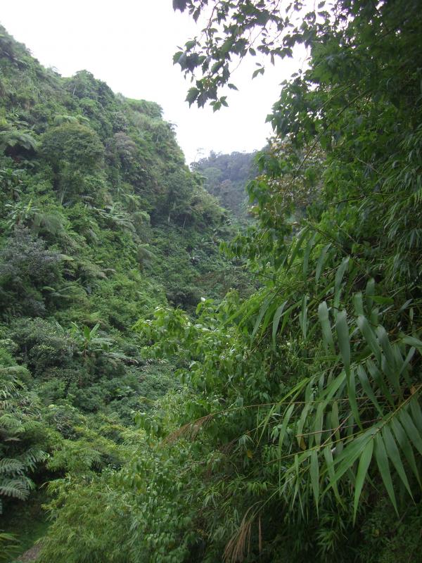 Java - Cibodas : Parc Botanique