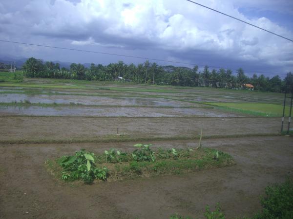 Java - Paysage de rizières en direction de Bandung