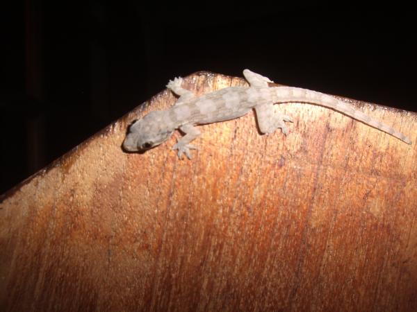 Java - Yogyakarta : Un p'tit gecko